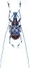 Acanthothorax allectus maculatus